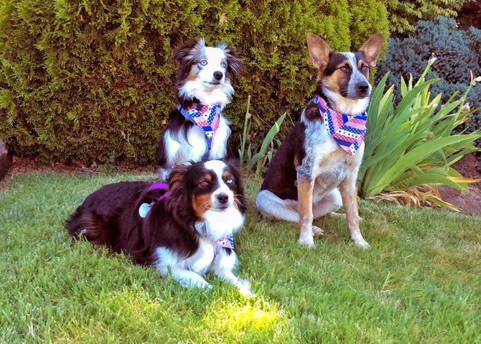 Animal Clinic in Yakima, WA | Yakima Valley Veterinary Clinic Animal Clinic in Yakima, WA | Yakima Valley Veterinary Clinic
