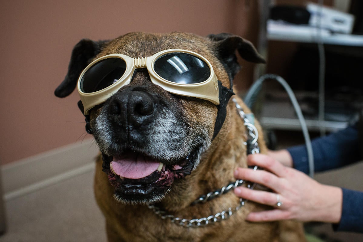 Dog & Cat Veterinarian in Yakima, WA Yakima Valley Veterinary Clinic